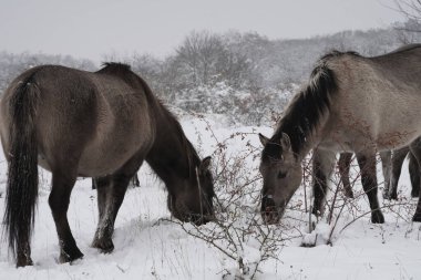Konik vahşi atları Aralık ayında Almanya 'da Sachsen-Anhalt' da karda