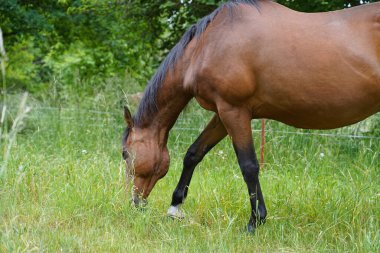 Trakehner Feldmeyer Almanya 'da otlakta