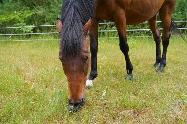 Trakehner Feldmeyer Almanya 'da otlakta