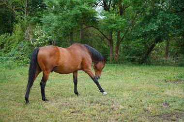 Trakehner Feldmeyer Almanya 'da otlakta