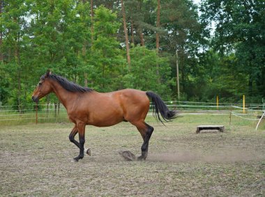 Trakehner Feldmeyer Almanya 'da otlakta