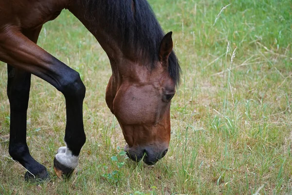 Trakehner Feldmeyer Almanya 'da otlakta