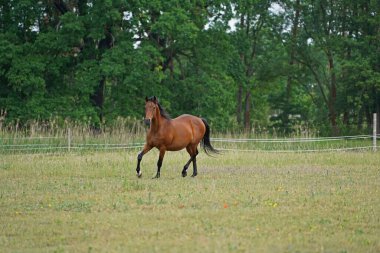 Trakehner Feldmeyer Almanya 'da otlakta