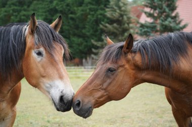 Trakehner Feldmeyer ve Ren Alman Soğukkanlı Enzo Almanya 'da otlaktalar