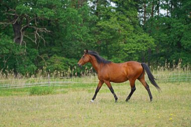 Trakehner Feldmeyer Almanya 'da otlakta