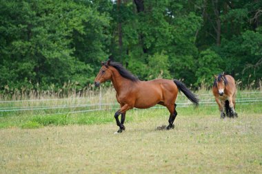 Trakehner Feldmeyer ve Ren Alman Soğukkanlı Enzo Almanya 'da otlaktalar