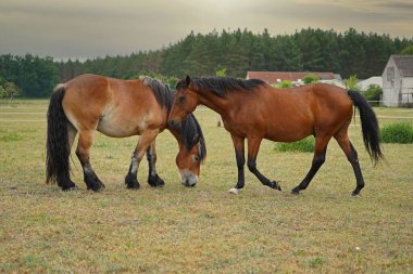 Trakehner Feldmeyer ve Ren Alman Soğukkanlı Enzo Almanya 'da otlaktalar