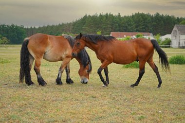 Trakehner Feldmeyer ve Ren Alman Soğukkanlı Enzo Almanya 'da otlaktalar