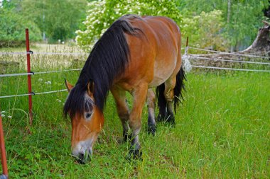 Renish Alman Soğukkanlılığı Enzo Almanya 'da çayırda