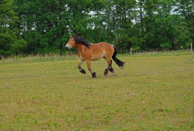 Renish Alman Soğukkanlılığı Enzo Almanya 'da çayırda