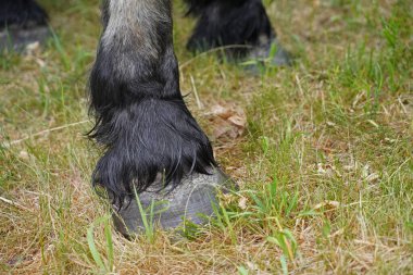  Otlaktaki Alman Soğukkanlılığı Enzo 'nun bacakları
