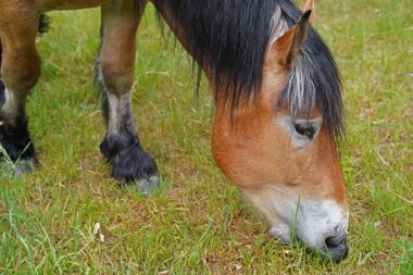 Renish Alman Soğukkanlılığı Enzo Almanya 'da çayırda