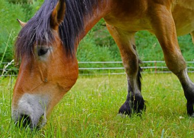 Renish Alman Soğukkanlılığı Enzo Almanya 'da çayırda
