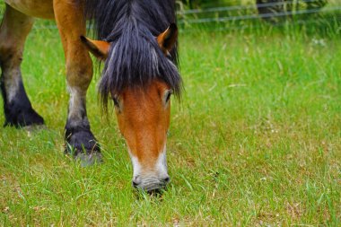 Renish Alman Soğukkanlılığı Enzo Almanya 'da çayırda