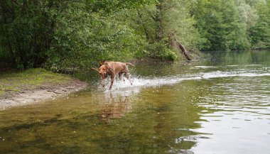 14 aylık Magyar Vizsla Wirehabilite edilmiş köpek Oskar gölde oynarken çok eğleniyor.. 