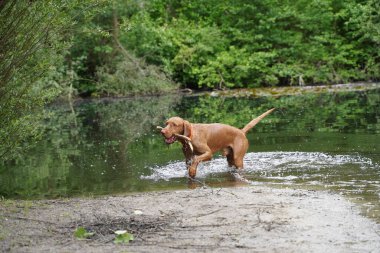 14 aylık Magyar Vizsla Wirehabilite edilmiş köpek Oskar gölde oynarken çok eğleniyor.. 
