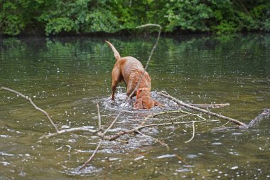 14 aylık Magyar Vizsla Wirehabilite edilmiş köpek Oskar gölde oynarken çok eğleniyor.. 