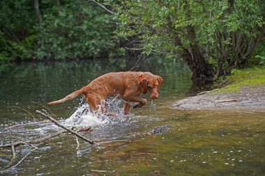 14 aylık Magyar Vizsla Wirehabilite edilmiş köpek Oskar gölde oynarken çok eğleniyor.. 