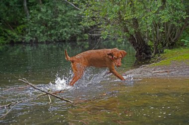 14 aylık Magyar Vizsla Wirehabilite edilmiş köpek Oskar gölde oynarken çok eğleniyor.. 