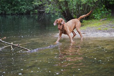 14 aylık Magyar Vizsla Wirehabilite edilmiş köpek Oskar gölde oynarken çok eğleniyor.. 