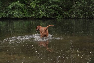 14 aylık Magyar Vizsla Wirehabilite edilmiş köpek Oskar gölde oynarken çok eğleniyor.. 