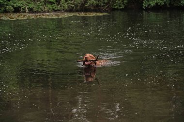 14 aylık Magyar Vizsla Wirehabilite edilmiş köpek Oskar gölde oynarken çok eğleniyor.. 