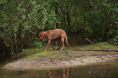 14 aylık Magyar Vizsla Wirehabilite edilmiş köpek Oskar gölde oynarken çok eğleniyor.. 
