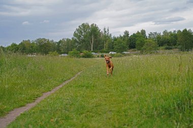 14 aylık Magyar Vizsla Wieb 'li erkek Oskar, Hannover çayırında oynarken eğleniyor..