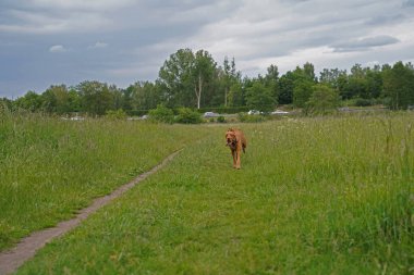 14 aylık Magyar Vizsla Wieb 'li erkek Oskar, Hannover çayırında oynarken eğleniyor..