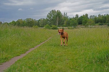 14 aylık Magyar Vizsla Wieb 'li erkek Oskar, Hannover çayırında oynarken eğleniyor..