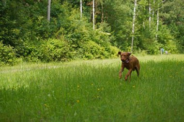 14 aylık Magyar Vizsla Wieb 'li erkek Oskar, Hannover çayırında oynarken eğleniyor..