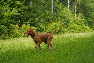 14 aylık Magyar Vizsla Wieb 'li erkek Oskar, Hannover çayırında oynarken eğleniyor..
