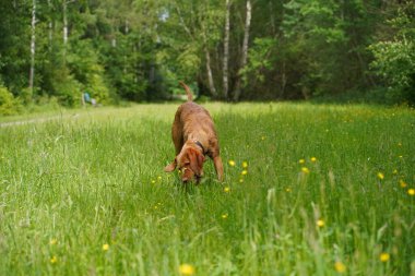 14 aylık Magyar Vizsla Wieb 'li erkek Oskar, Hannover çayırında oynarken eğleniyor..