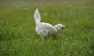 Almanya 'da Hannover' de köpek çayırında fotoğraf çekimi