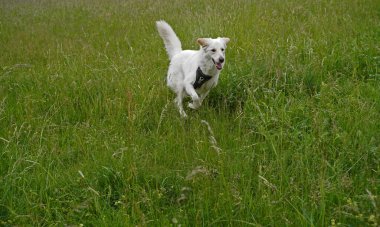 Almanya 'da Hannover' de köpek çayırında fotoğraf çekimi