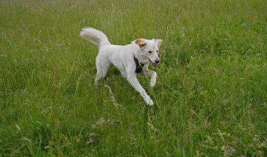 Almanya 'da Hannover' de köpek çayırında fotoğraf çekimi