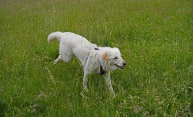 Almanya 'da Hannover' de köpek çayırında fotoğraf çekimi