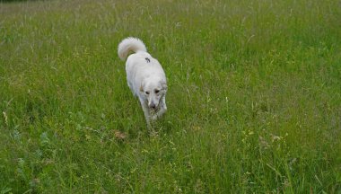 Almanya 'da Hannover' de köpek çayırında fotoğraf çekimi