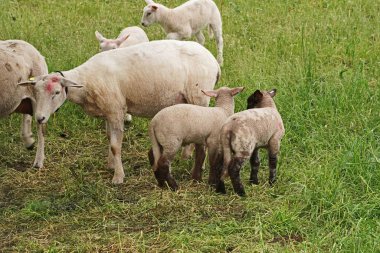 Kuzularıyla birlikte Almanya 'da Rees yakınlarında Ren' deki hendekte.