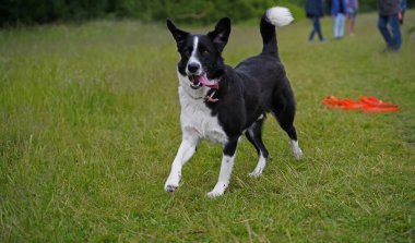 Almanya 'da Hannover' de köpek çayırında fotoğraf çekimi
