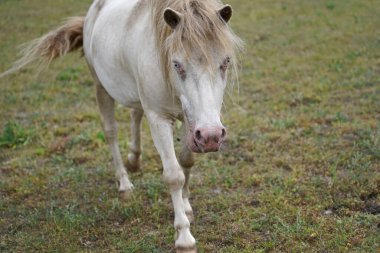 Shetland midillisi Fredo Almanya 'da çayırda