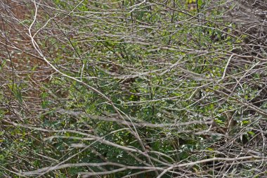 Almanya 'da sahanın sıska dalları