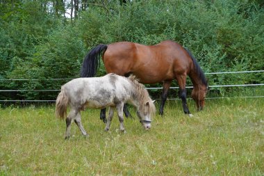 Trakehner Feldmeyer ve Shetland midillisi Fredo Almanya 'da otlaktalar