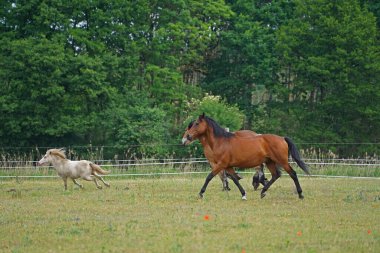 Trakehner Feldmeyer, Ren usulü Alman Soğukkanlılığı Enzo ve Shetland midillisi Fredo Almanya 'da otlakta.
