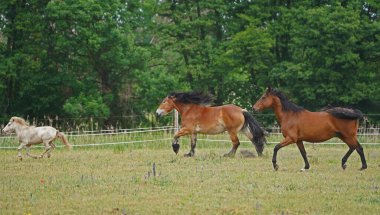 Trakehner Feldmeyer, Ren usulü Alman Soğukkanlılığı Enzo ve Shetland midillisi Fredo Almanya 'da otlakta.