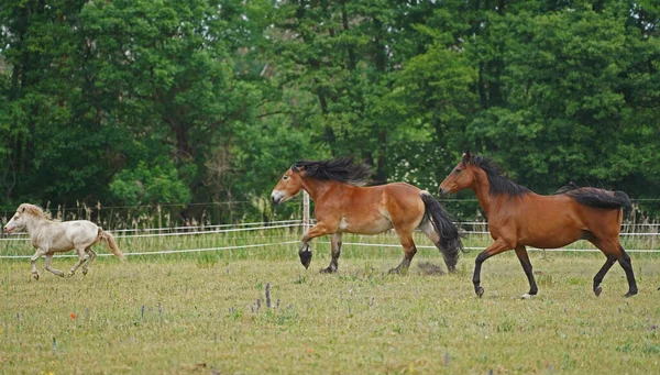 Trakehner Feldmeyer, Ren usulü Alman Soğukkanlılığı Enzo ve Shetland midillisi Fredo Almanya 'da otlakta.