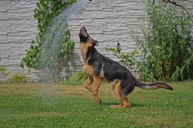 17 haftalık dişi Alman çoban köpeği yazın suyla oynuyor.