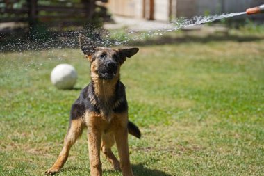 17 haftalık dişi Alman çoban köpeği yazın suyla oynuyor.