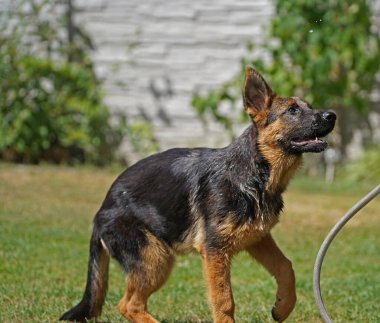 17 haftalık dişi çoban köpeği yazın oynuyor.