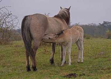 Konik vahşi atları kısraklar ve tayları baharda Almanya 'da Saksonya-Anhalt' da